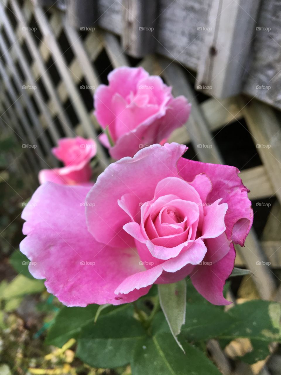 Sunlit pink rose bush with blooms opening!