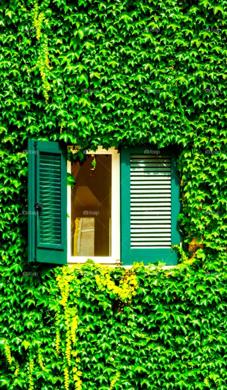 green window and totally green wall small leaf nice window it's a house window small leaf nice