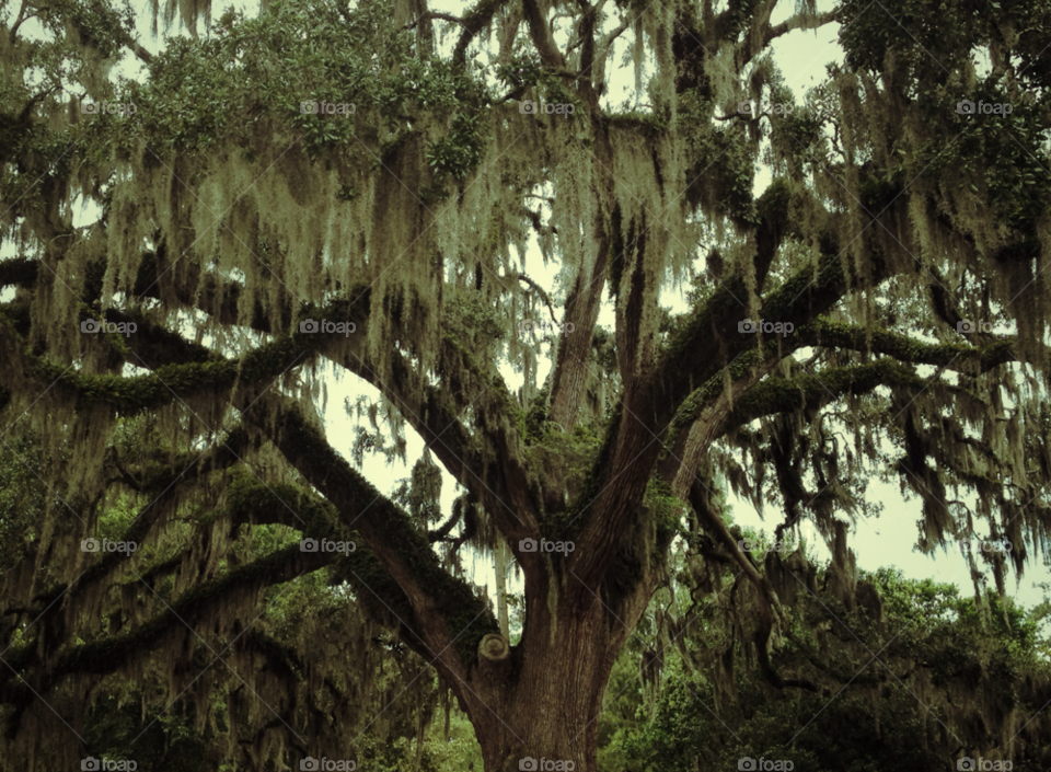 nature tree trees old by adagioanna