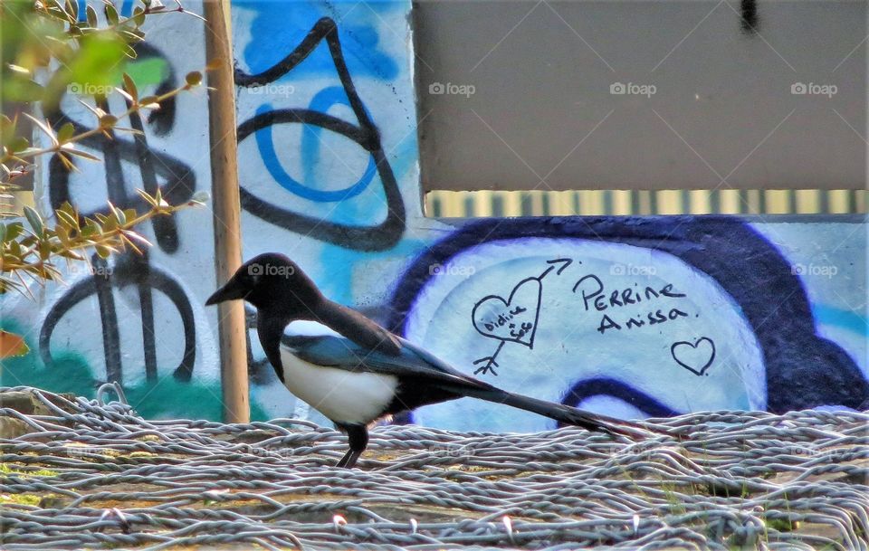 Urban bird