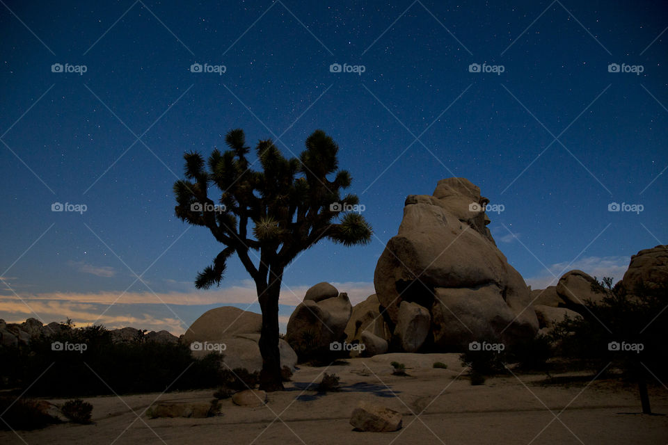 joshua tree with stars. I shot this on Wednesday out in the joshua tree national  park. About 4am.
