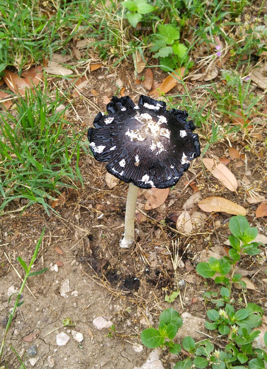 black and white mushroom