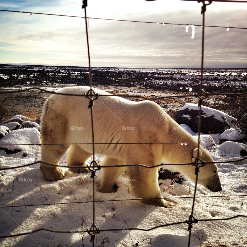 A polar bear passes by Seal River Lodge, Manitoba.