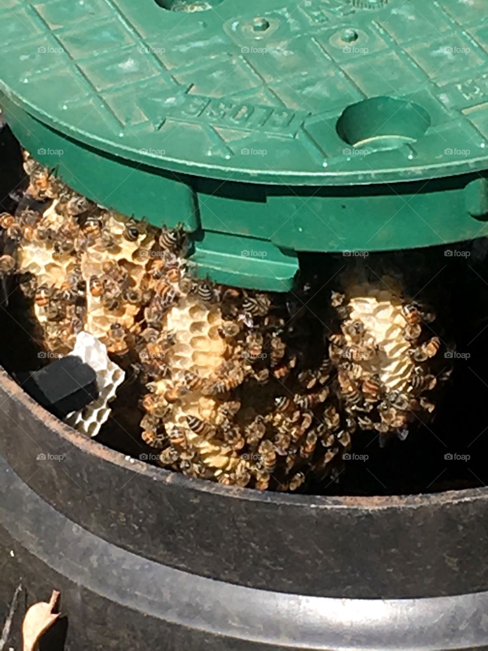 Bee hive in water pipe cover
