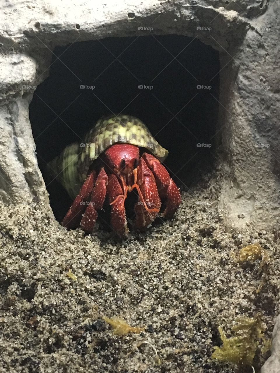 Strawberry hermit crab 