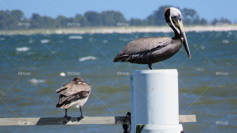 High angle view of birds