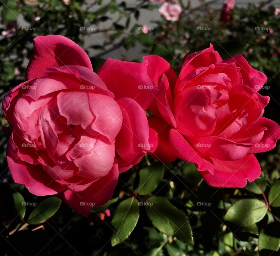 Pink flowers