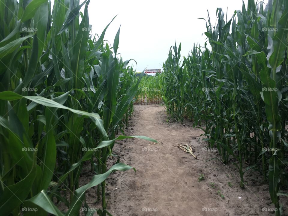 maize fields in the netherlands