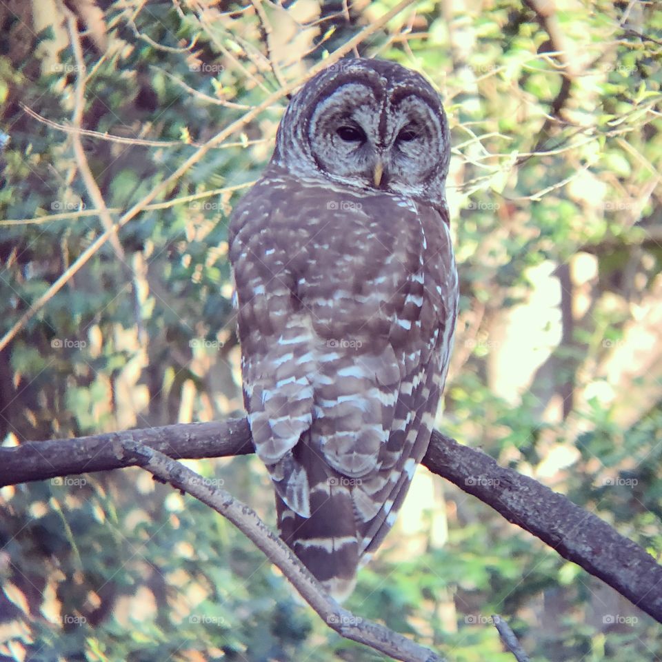 Barred Owl in my yard 