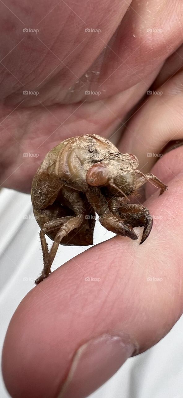 Cicada nymph 