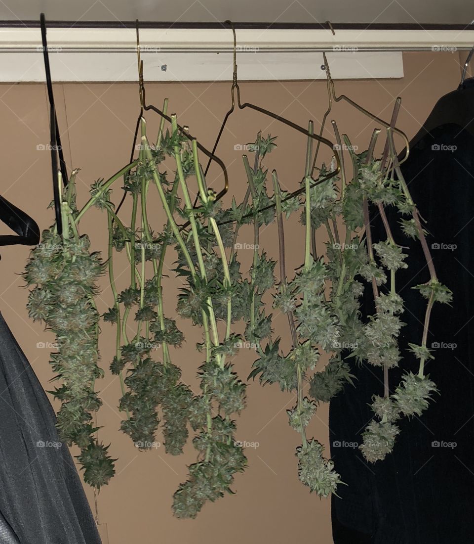 Drying of the buds