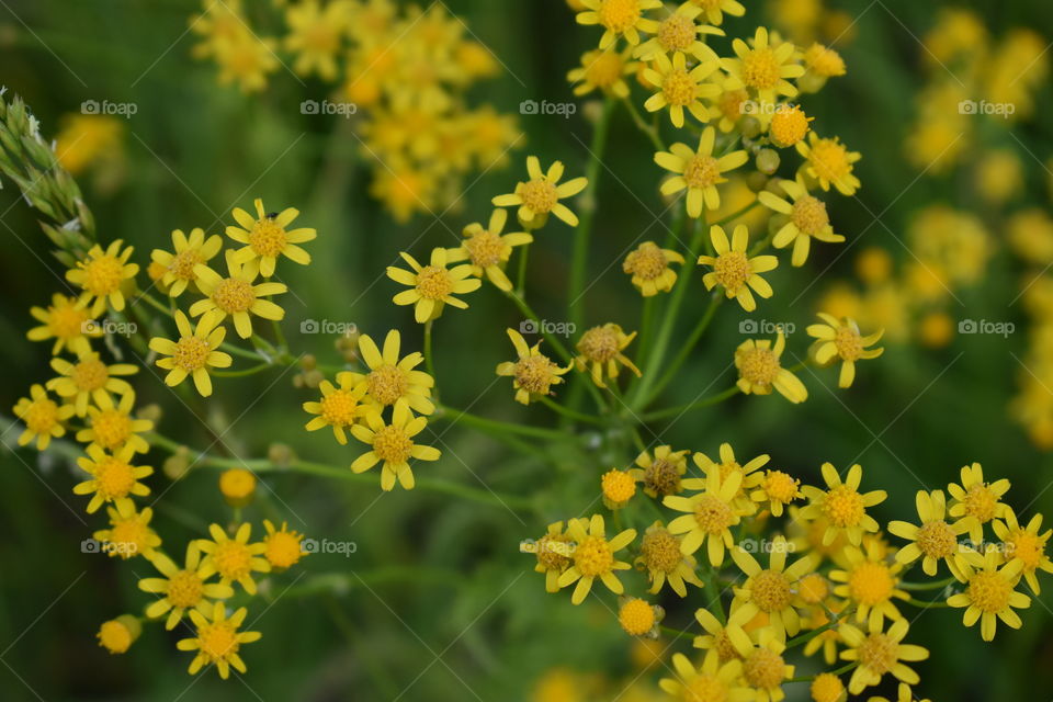 Pretty yellow wildflowers in a field.