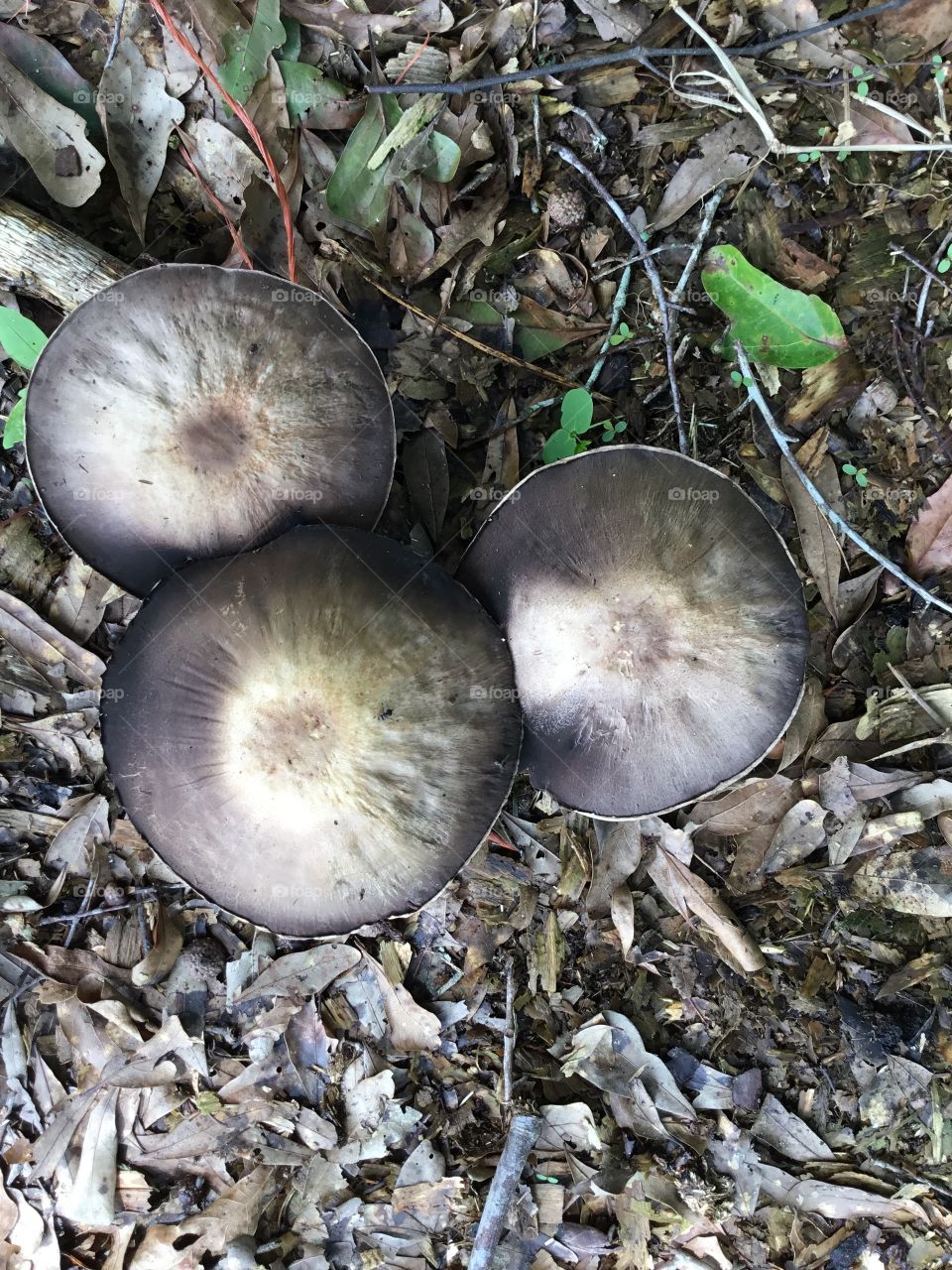 Trio of mushrooms hanging onto a hay string found in the South Georgia woods.