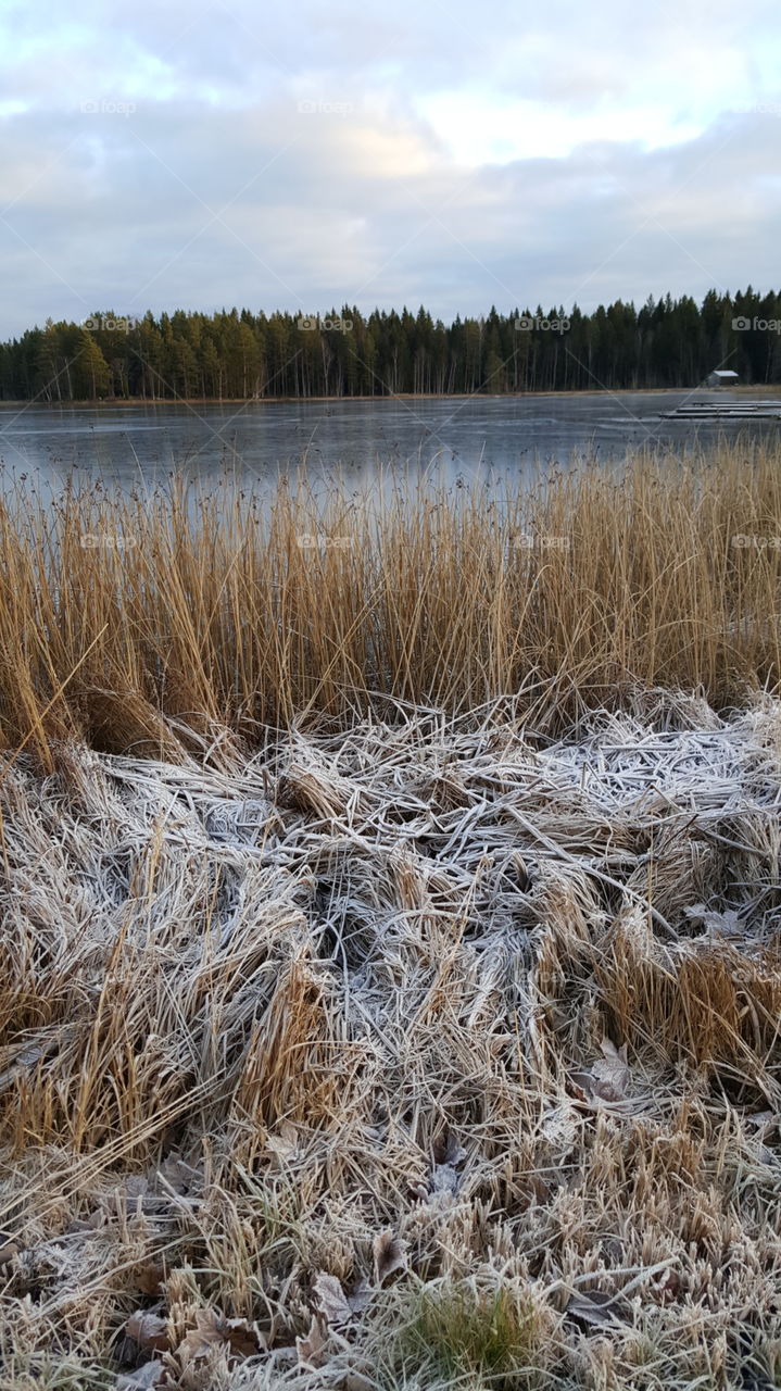 Frozen grass