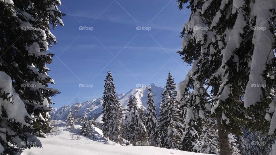 Snow covered evergreens next to an open hill covered in fresh snow and mountains in the background.