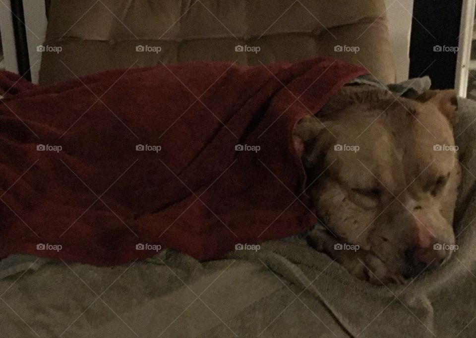 Dixie the Pitt Bull resting after a bath and medical treatment after getting in a fight with something in the woods.