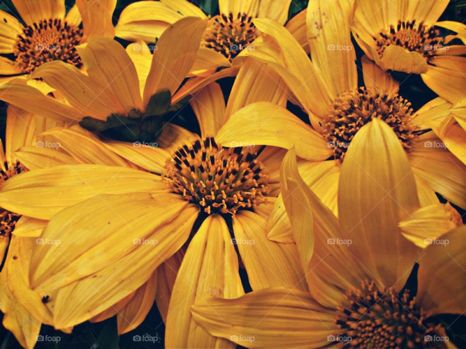 Flores amarelas intensas.