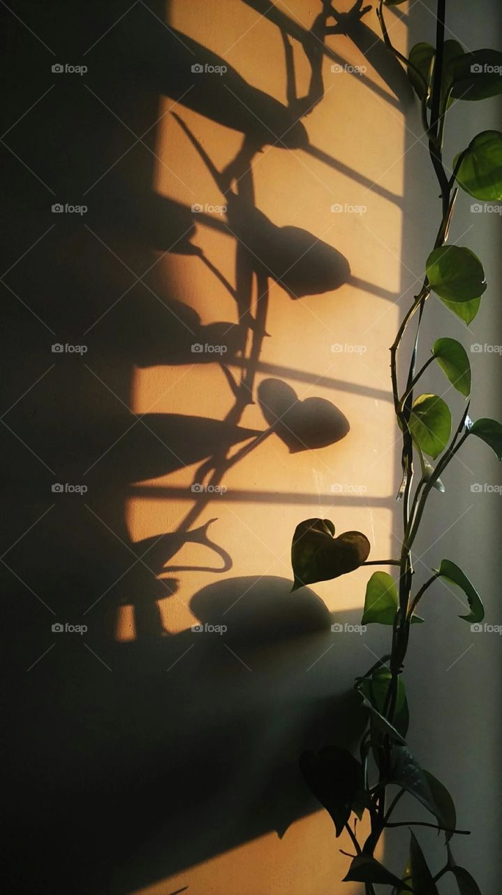 sunlight reflection of money plant