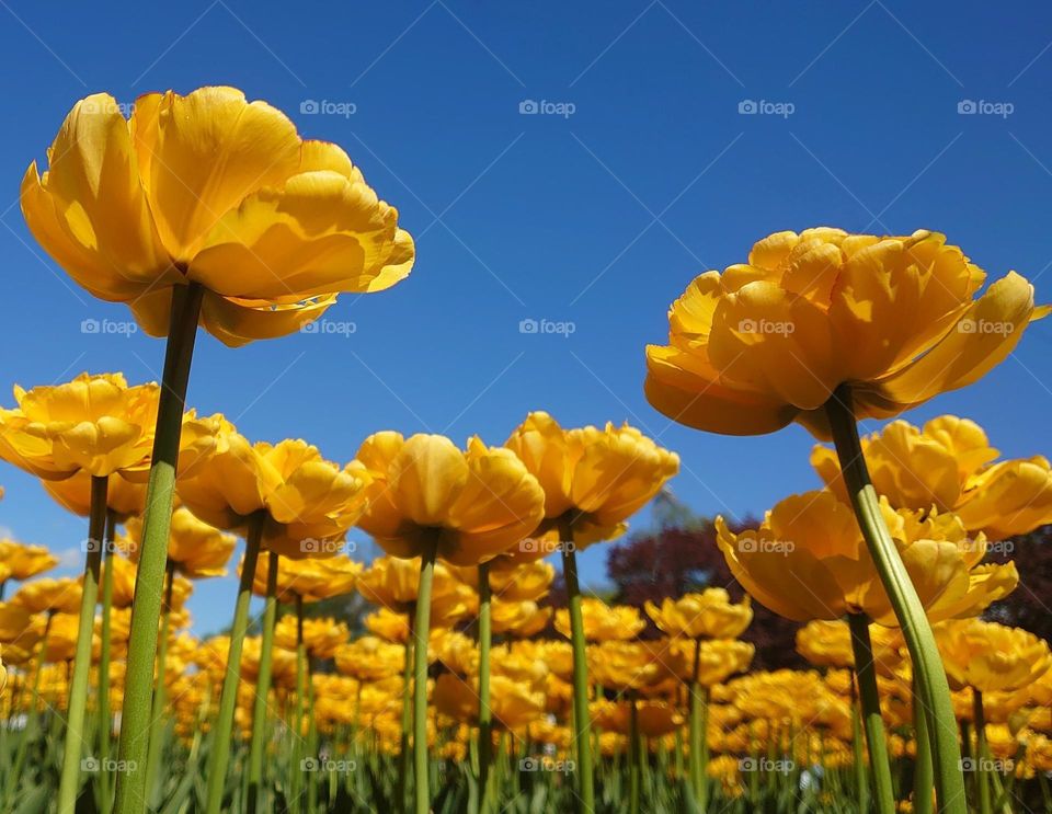 Spring time 💛 Tulips 💛 Bloom💛