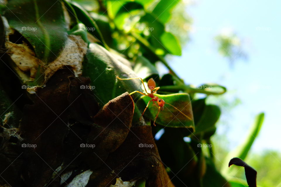 fantastic view of a red ant
