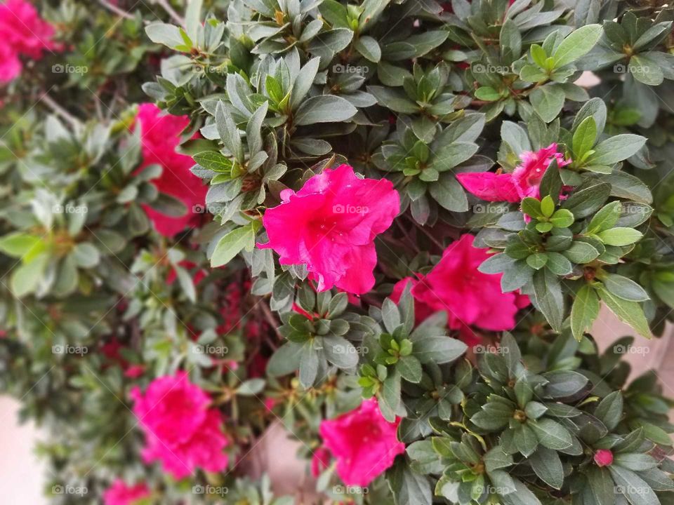 rosy flowers