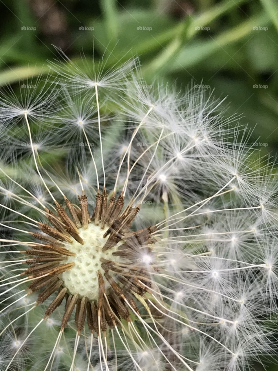 Closeup of white dandelion seeds