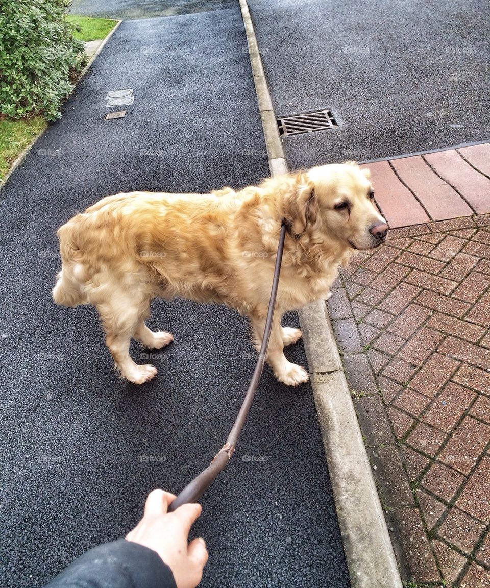 Nocas - Golden Retriever