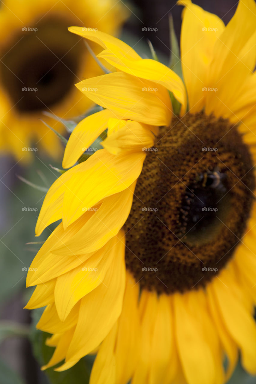 Close-up of sunflower