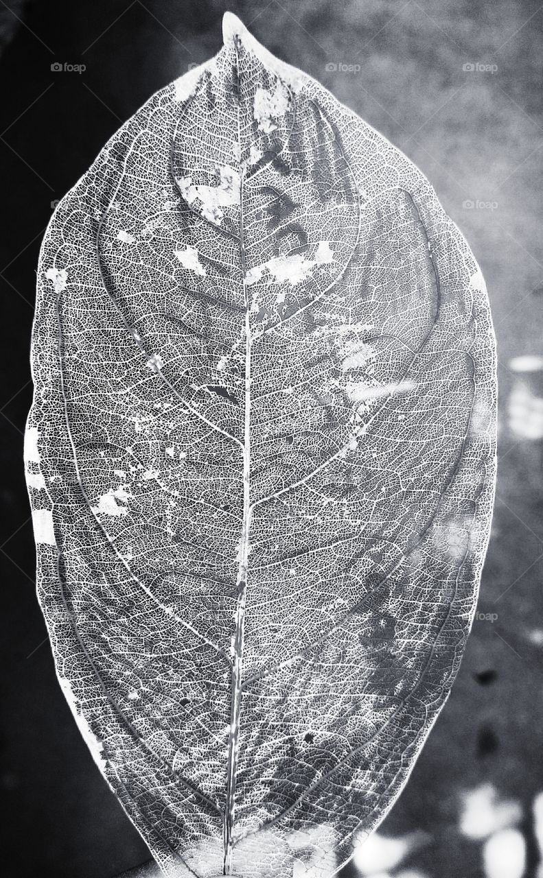 internal structure of a jackfruit leaf.