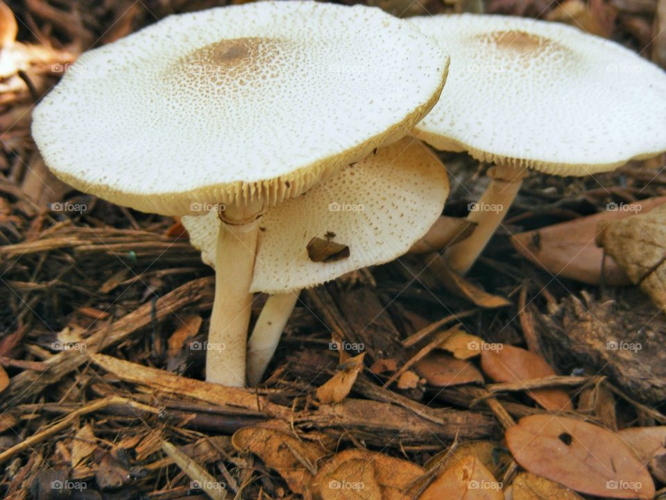 Mushrooms/Fungus : Leucoagaricus