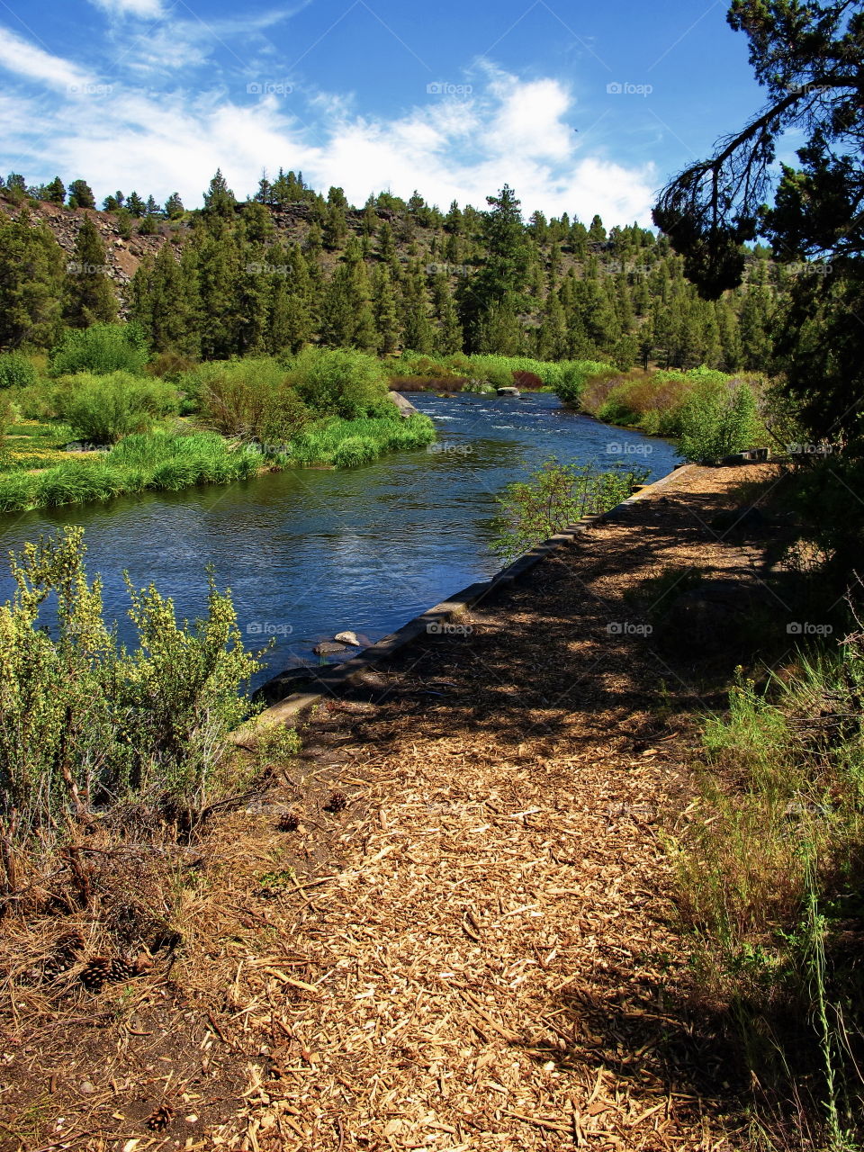 The beautiful blue Deschutes River winds through the woods alongside a nature trail near the Central Oregon town of Tumalo on a nice summer day. 