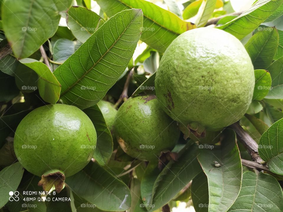 guava  fruits also called psidium guajava