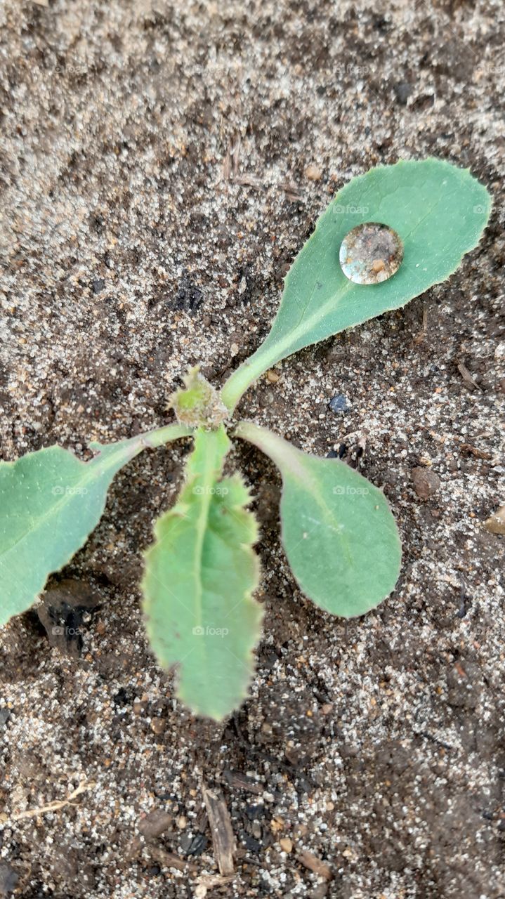 прозрачная росинка на листке