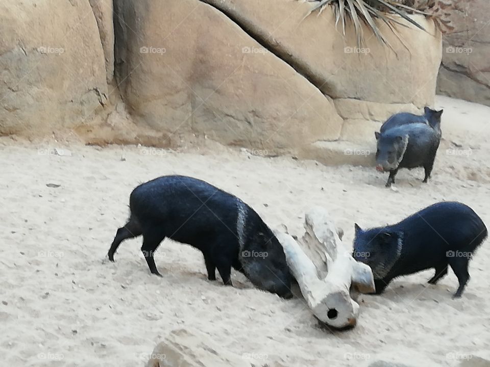 Boars in desert