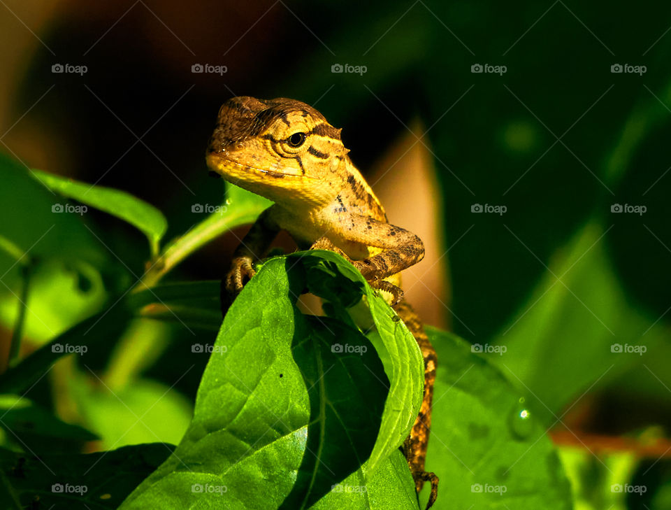 Oriental garden  lizard  - closeup