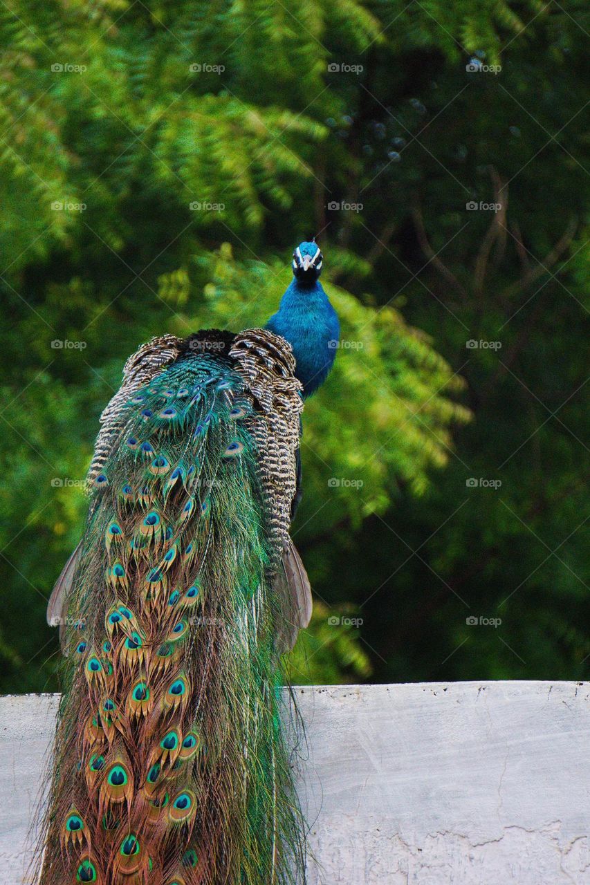 peacock