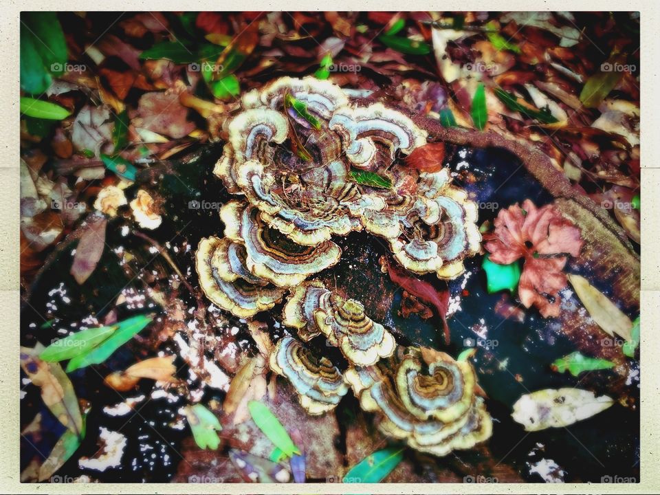 Fungus