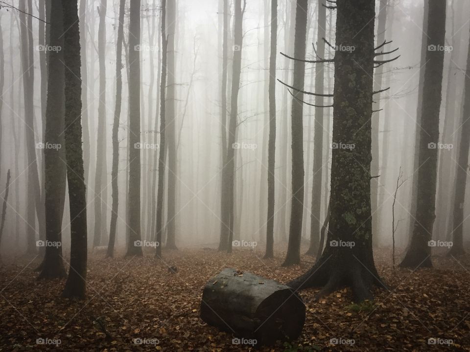 Fog in spooky forest of leafless trees