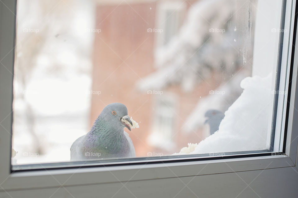 Pigeon seen through window
