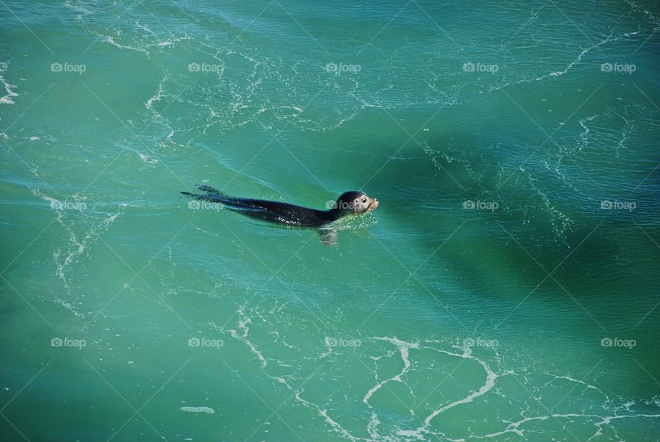 Little seal in a big ocean