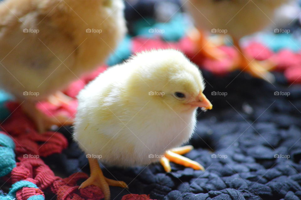 new born chicks