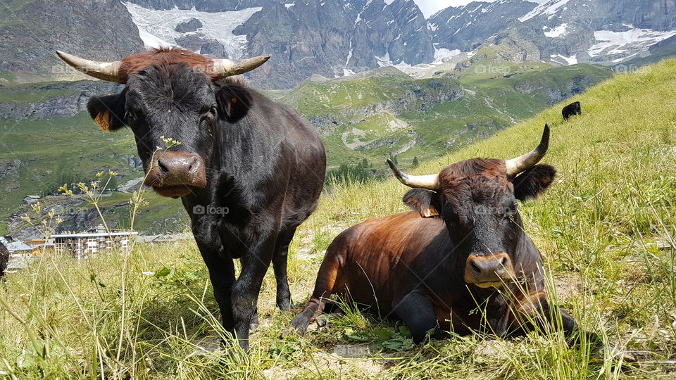 Cows enjoying life in the Alps mountains - alpkor, kor njuter av livet i Alperna 