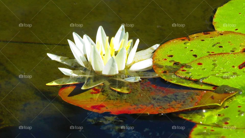 Delicate beauty of a Lilypad Flower