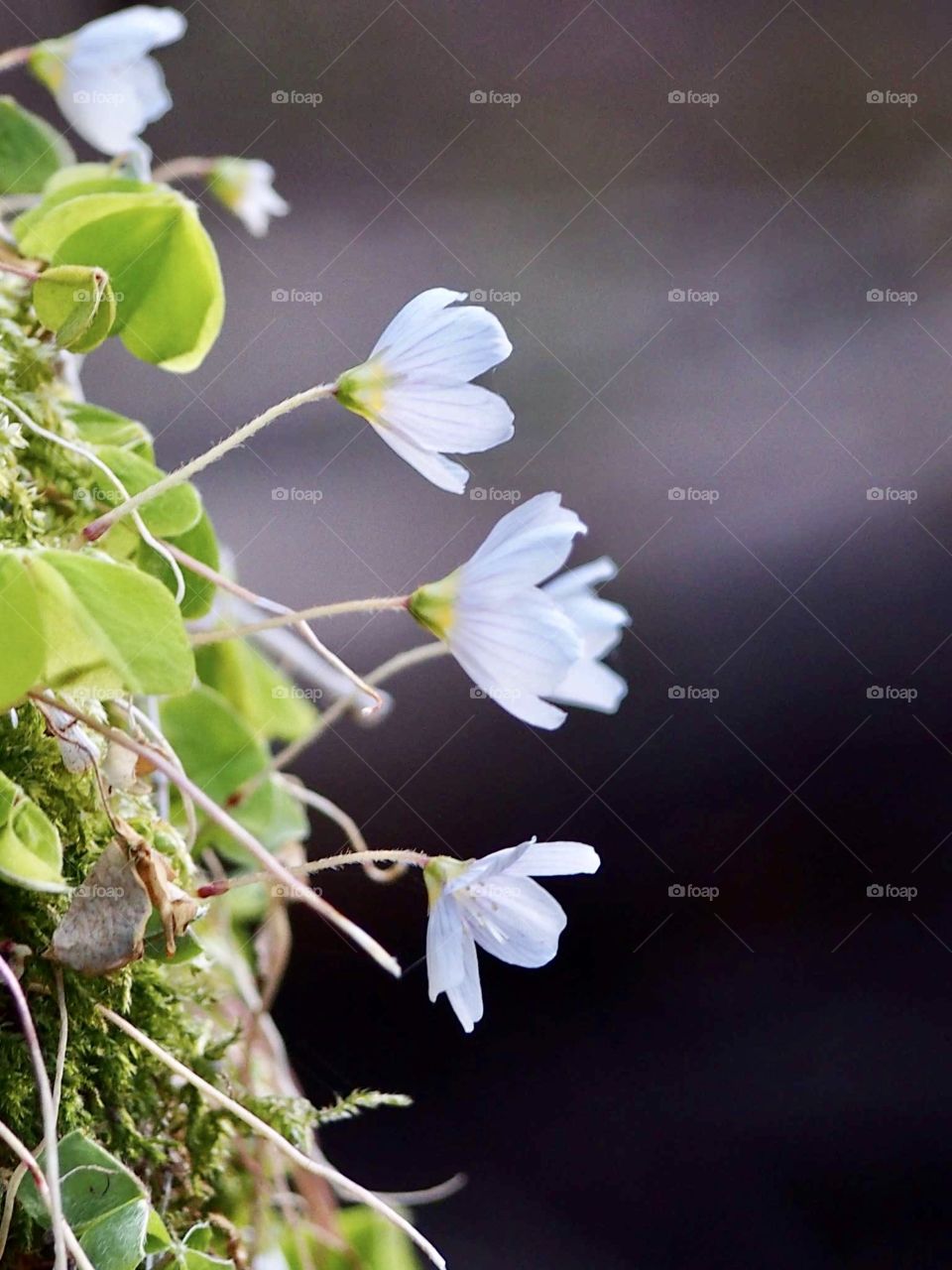 Forest in the evening