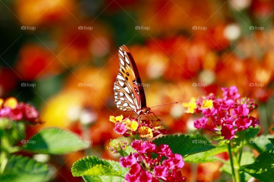  Butterfly enjoying a sunny day on a bright pink flower