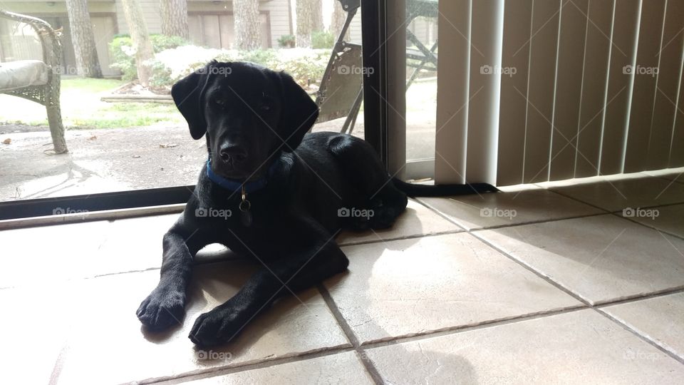 black lab puppy dog