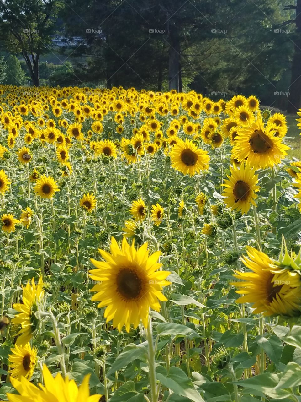 Sunflowers on the roadside