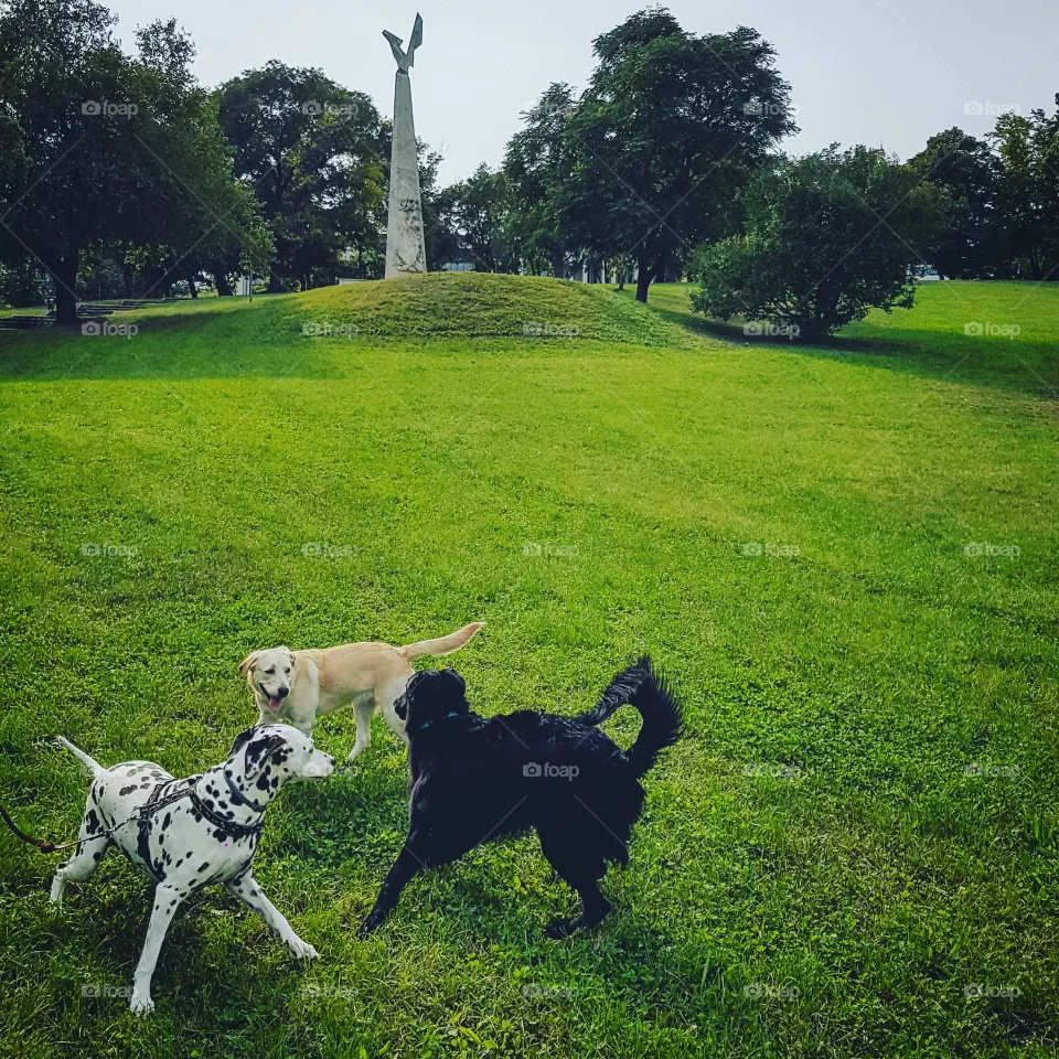 Dogs Fun