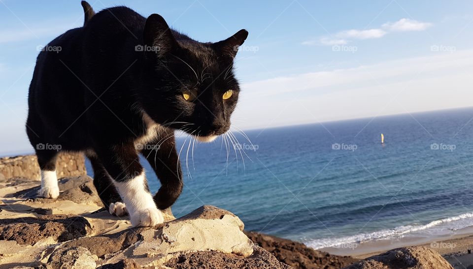 Black cat with glowing bright yellow eyes on the hunt by the blue sea on a sunny day - en fokuserad svart katt med lysande gula ögon på jakt vid havet en solig dag 