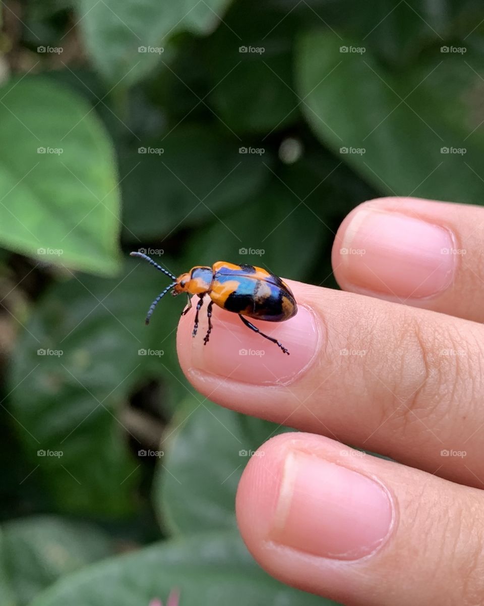 cute insects